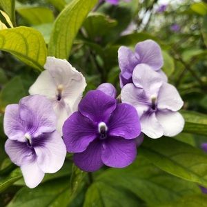 Meet your Posher, Priscilla